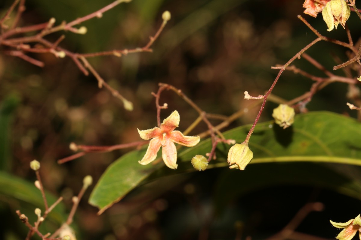 Sterculia lanceolata Cav.